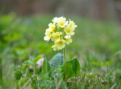 © Real PIX/Shutterstock.com Frühlings-Schlüsselblume