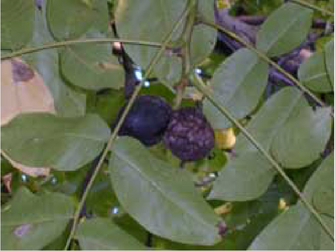 © AGES/Lethmayer Befallene schwarze Früchte im Nussbaum
